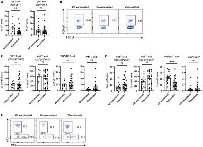 COVID-19 vaccination influences subtypes of γδ-T cells during pregnancy